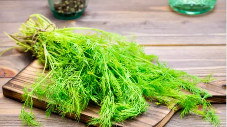 Bukan Sekadar Penghias Piring, Manfaat Daun Dill untuk Tubuh