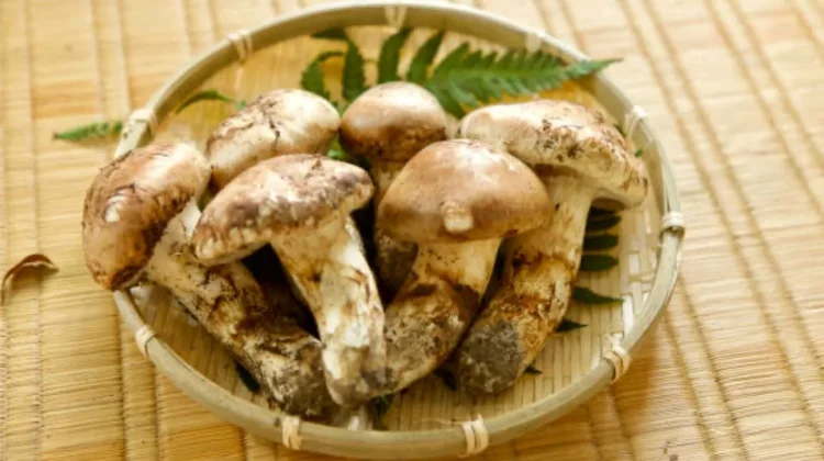 Rahasia Jamur Matsutake, Si Jamur Bernilai Tinggi  Plus Tips Mengolahnya