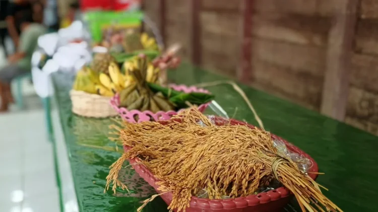 Ritual Nebukoq Lestarikan Budaya Leluhur dan Perkuat Persaudaraan Masyarakat