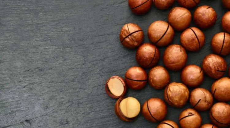 Si Ratu Kacang Mahal: Rahasia Sehat dan Tips Mengolah Macadamia yang Tepat
