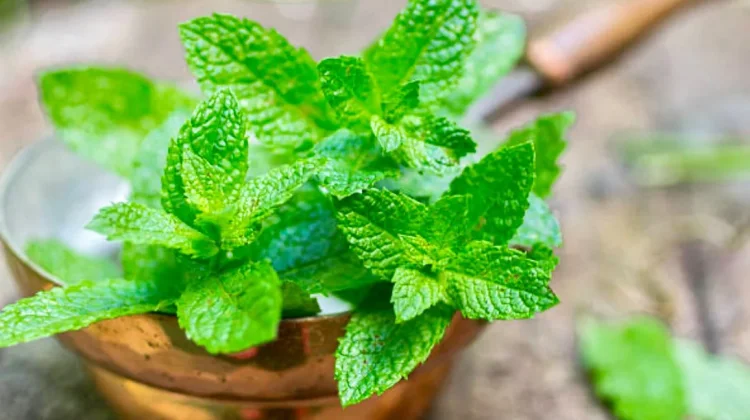 Sensasi Dingin Penolak Penyakit: Manfaat Daun Mint Bagi Kesehatan