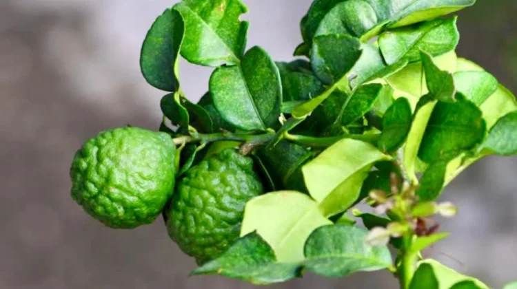 Aroma Segar Pelindung Tubuh: Khasiat Tersembunyi Jeruk Purut dan Tips Mengolahnya