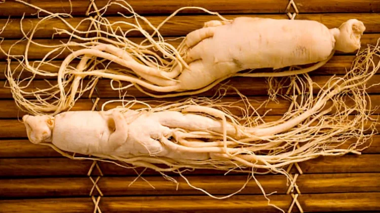 Akar Ajaib Pendongkrak Stamina: Manfaat Unggul Ginseng dan Tips Aman Mengonsumsin