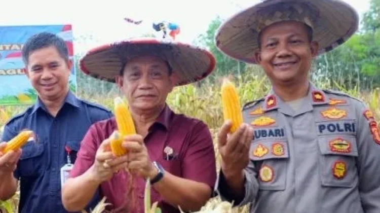 Produktivitas Jagung di Kubar Terkendala Karakteristik Lahan