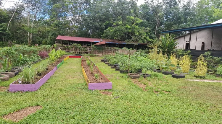 Tanam Ulang Jadi Kunci Keberlanjutan Kebun Pekarangan Warga Kubar