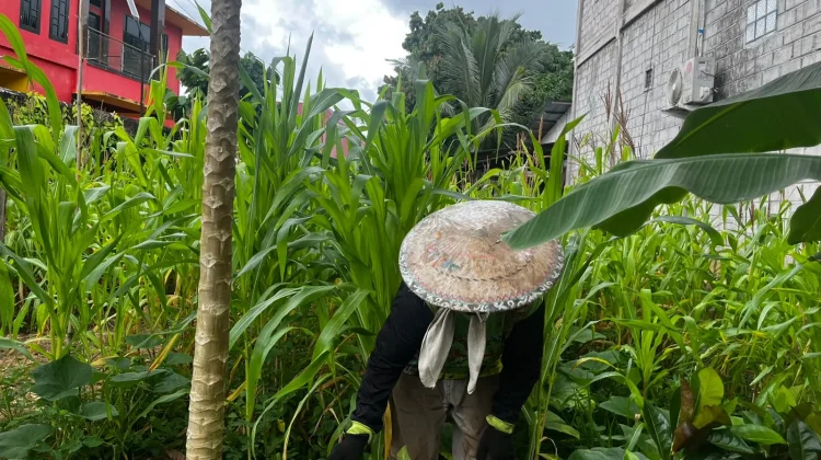 Lahan Tidur Disulap Warga Kubar Jadi Kebun Produktif