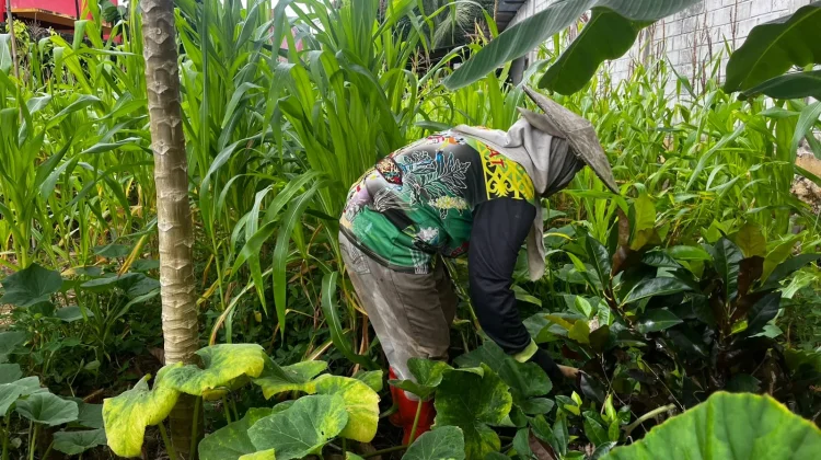 Tupai dan Ayam Jadi Tantangan Warga Kubar Kelola Kebun Pekarangan