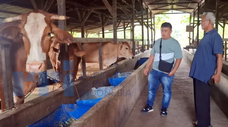 Badan Usaha Petani di Kubar Kembangkan Pupuk Organik dari Limbah Ternak