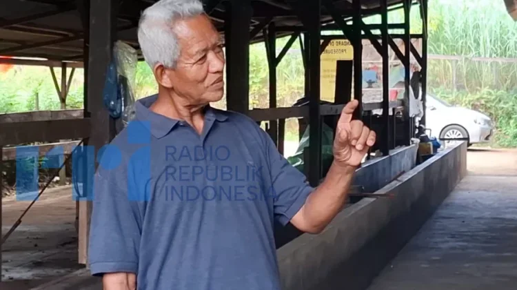 Pupuk Organik Badan Usaha Petani Kubar Hasilkan Tomat Lebih Sehat