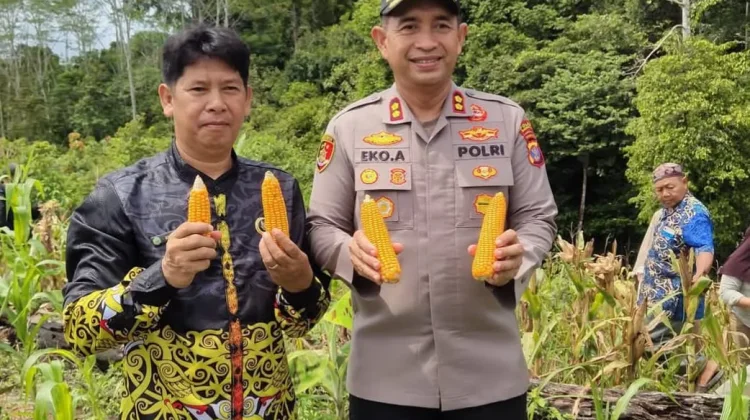 Panen Perdana Jagung Lutan Perkuat Ketahanan Pangan Daerah