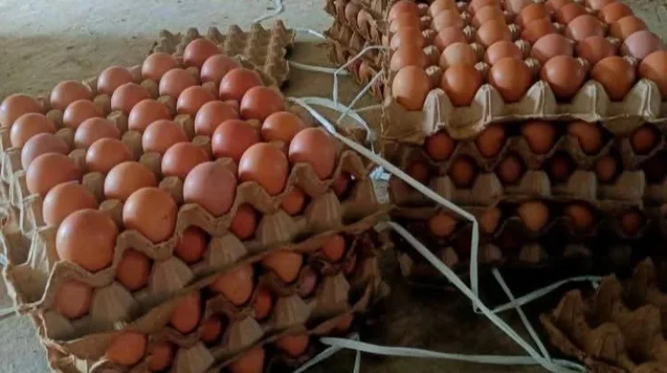 Harga Telur Ayam di Kutai Barat Stabil, Cenderung Turun Pascakenaikan Pertamax