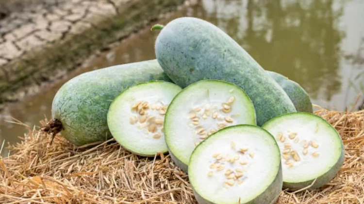 Mengenal Khasiat Buah Kundur, Primadona Pangan Fungsional Kaya Nutrisi