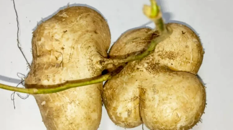 Gadung, Umbi-Umbian yang Kaya Nutrisi dan Manfaat dan Tips Aman Mengolahnya