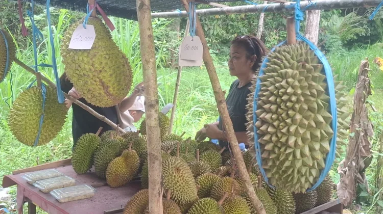 Musim Durian Tering Lama Dongkrak Pendapatan Petani Kubar