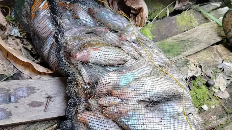Surut Sungai Mahakam Dimanfaatkan Warga Melak Mencari Ikan