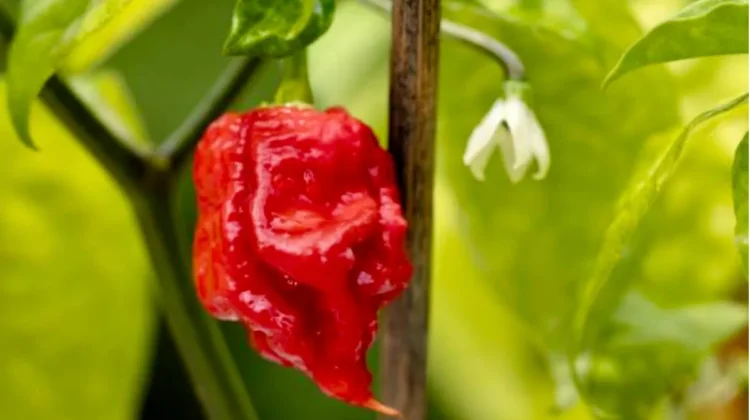 Sengatan Ekstrem Cabe Carolina Reaper dan Tips Mengonsumsinya Secara Aman