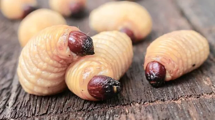 Kaya Protein dan Gurih, Ini Manfaat Ulat Sagu