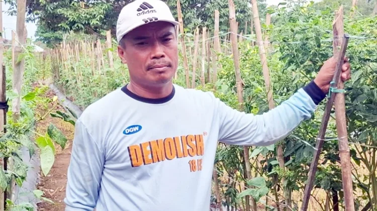 Harga Sayuran Tak Stabil Jadi Tantangan Petani Kutai Barat