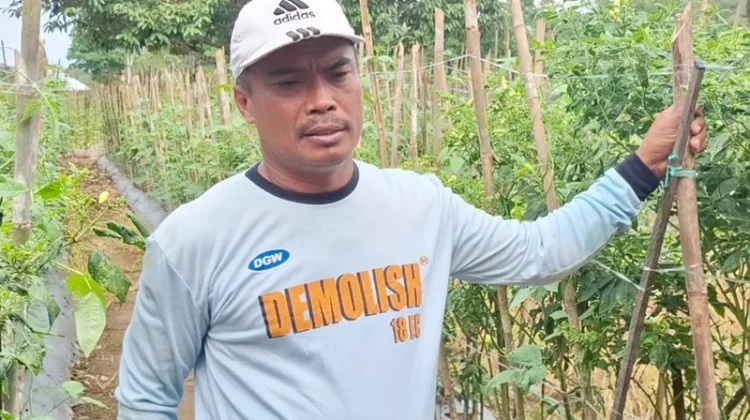 Petani Asal Jawa Tengah Nilai Bertani di Kubar Menjanjikan