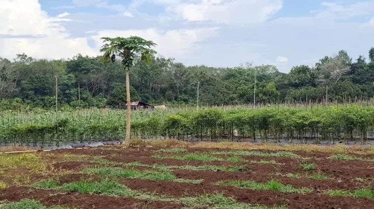 Perubahan Musim Pengaruhi Hasil Produksi Sayuran di Kutai Barat