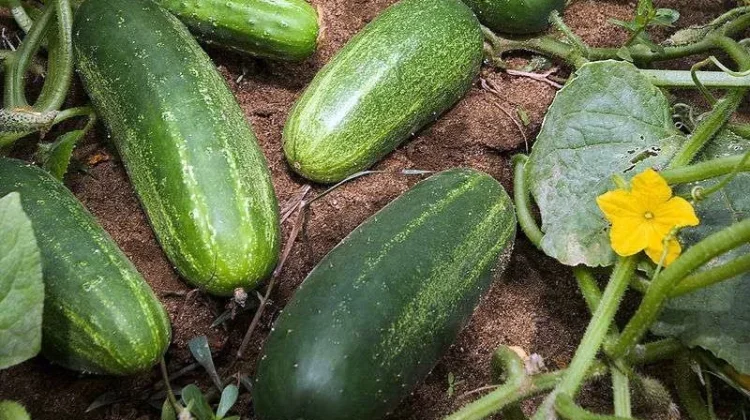 Timun Jadi Komoditas Andalan Petani di Kampung Jaras