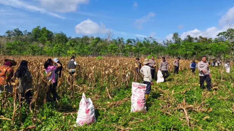 Polsek Barong Tongkok Panen Jagung Bersama Poktan di Linggang Mapan