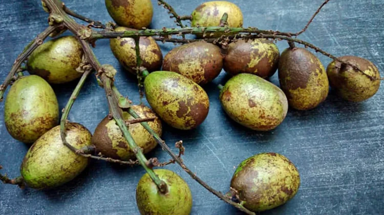 Buah Matoa: Kandungan Nutrisi dan Potensi Manfaatnya bagi Kesehatan