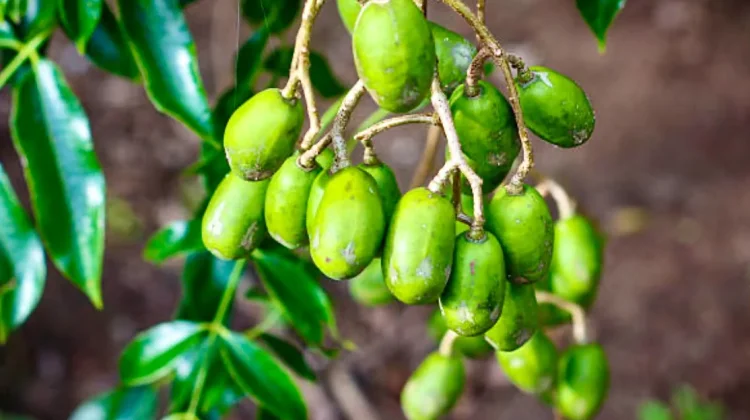 Segar dan Kaya Nutrisi, Ini Manfaat Kedondong untuk Kesehatan