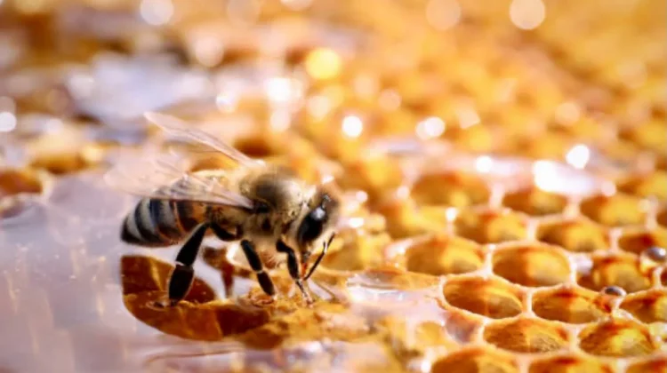 Rahasia Alami! Ketahui 7 Manfaat Propolis untuk Kesehatan Tubuh