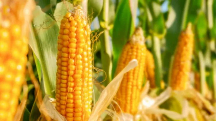Tubuh Makin Bugar! Ini Manfaat Jagung bagi Kesehatan dan Tipsnya