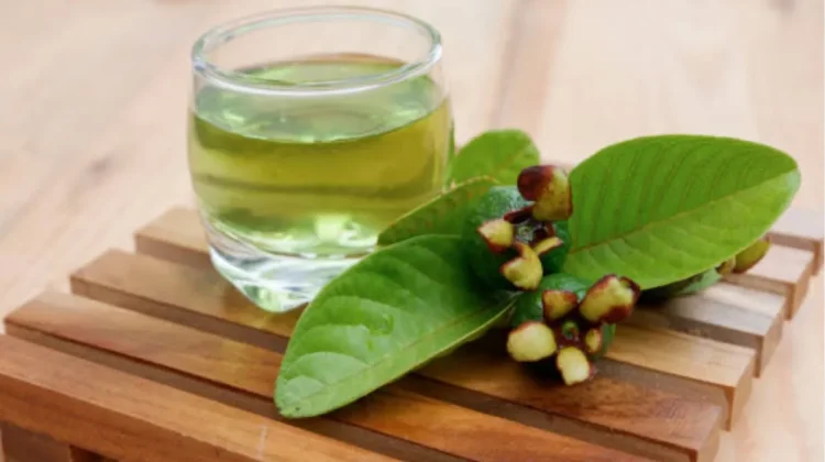 Ampuh Alami! Ini Manfaat Daun Jambu Biji bagi Tubuh dan Tipsnya