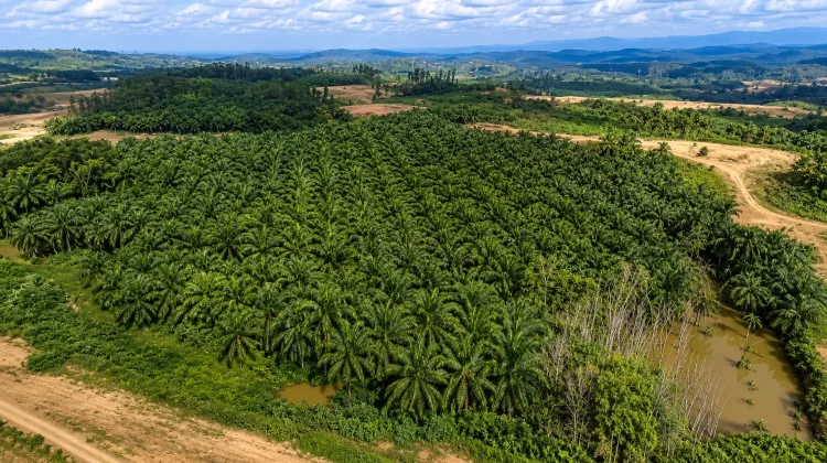 IKN Miliki 26 Ribu Hektare Perkebunan Sawit, Banyak Petani Belum Miliki STDB