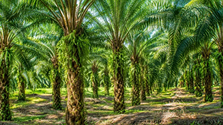 Kebun Sawit di IKN akan Diubah dari Monokultur ke Agroforestri demi Kota Hutan