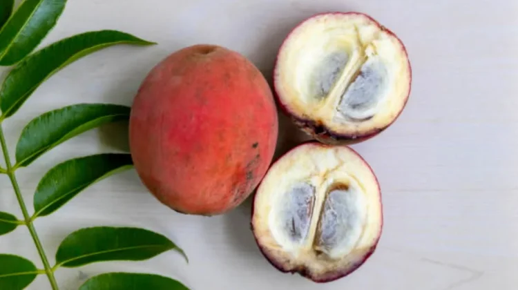 Manfaat Buah Mentega untuk Kesehatan Tubuh serta Tips Pintar Mengolah