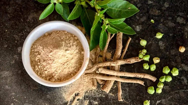 Kenali Ashwagandha: Herbal Adaptogen India Pereda Stres