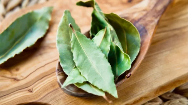 Waspadai Efek Samping Daun Salam