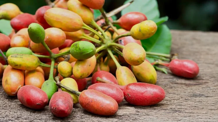 Manfaat Kulit Melinjo: Limbah Dapur Gurih Penangkal Asam Urat