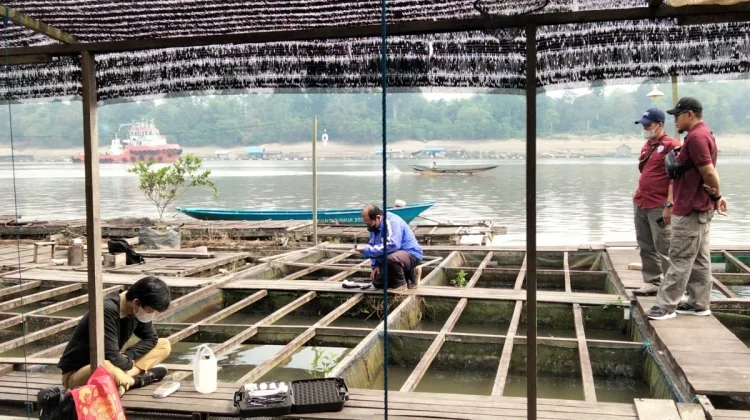 Dinas Perikanan Periksa Kualitas Air, Selidiki Kematian Ikan di Melak