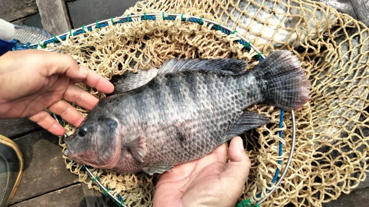 Kematian Ikan Kurangi Hasil Panen Pembudidaya di Kubar