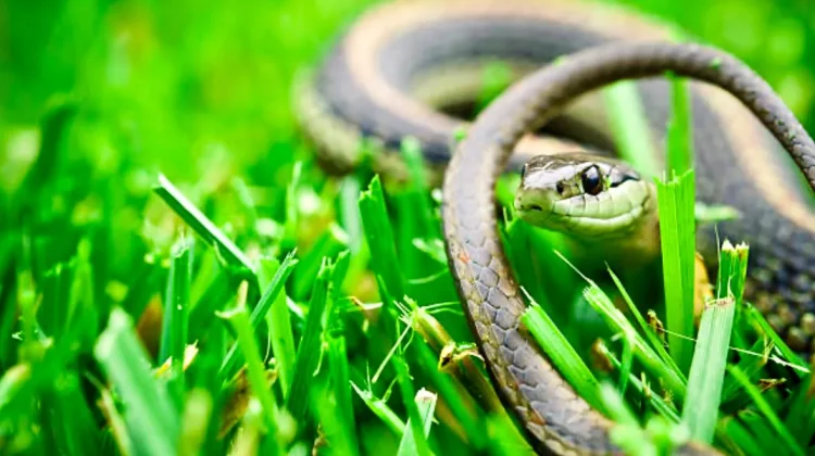 Sisi Ganda Daging Ular: Khasiat Tradisional dan Risiko Nyata Kesehatan