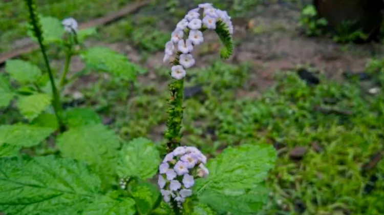 Harum Khasiat Daun Sangketan: Warisan Herbal Penjaga Kesehatan Alami