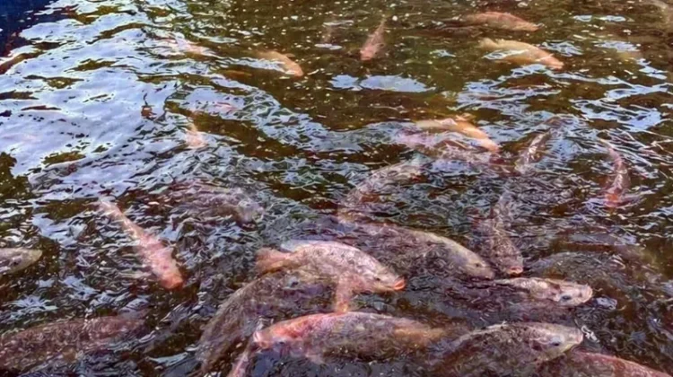 Permintaan Benih Ikan Kubar Capai 14,2 Juta Ekor