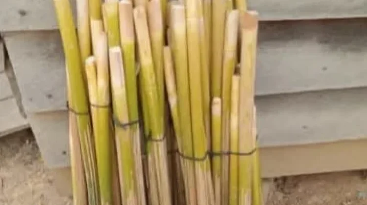 Umbut Rotan Tetap Eksis di Pasar Tradisional Kutai Barat