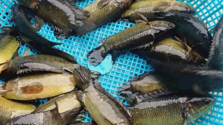 Ikan Pepuyu Kaya Protein dan Nutrisi untuk Kesehatan