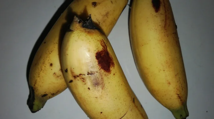 Mengenal Pisang Muli dan Manfaatnya bagi Kesehatan