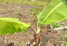 Cara Mengatasi Virus pada Tanaman Pisang