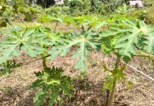 Khasiat Daun Pepaya untuk Atasi Sakit Malaria