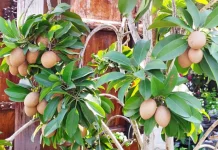 Nutrisi di Balik Manisnya Buah Sawo Lokal