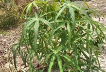 Ketahui Kandungan Zat Sianida pada Daun Singkong