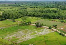Kementan Prihatin Lahan Cetak Sawah di Kubar Beralih Fungsi Jadi Sawit